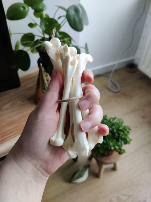 Osteomancy Reading ✧ Ancient Bone Divination for Clarity & Direction