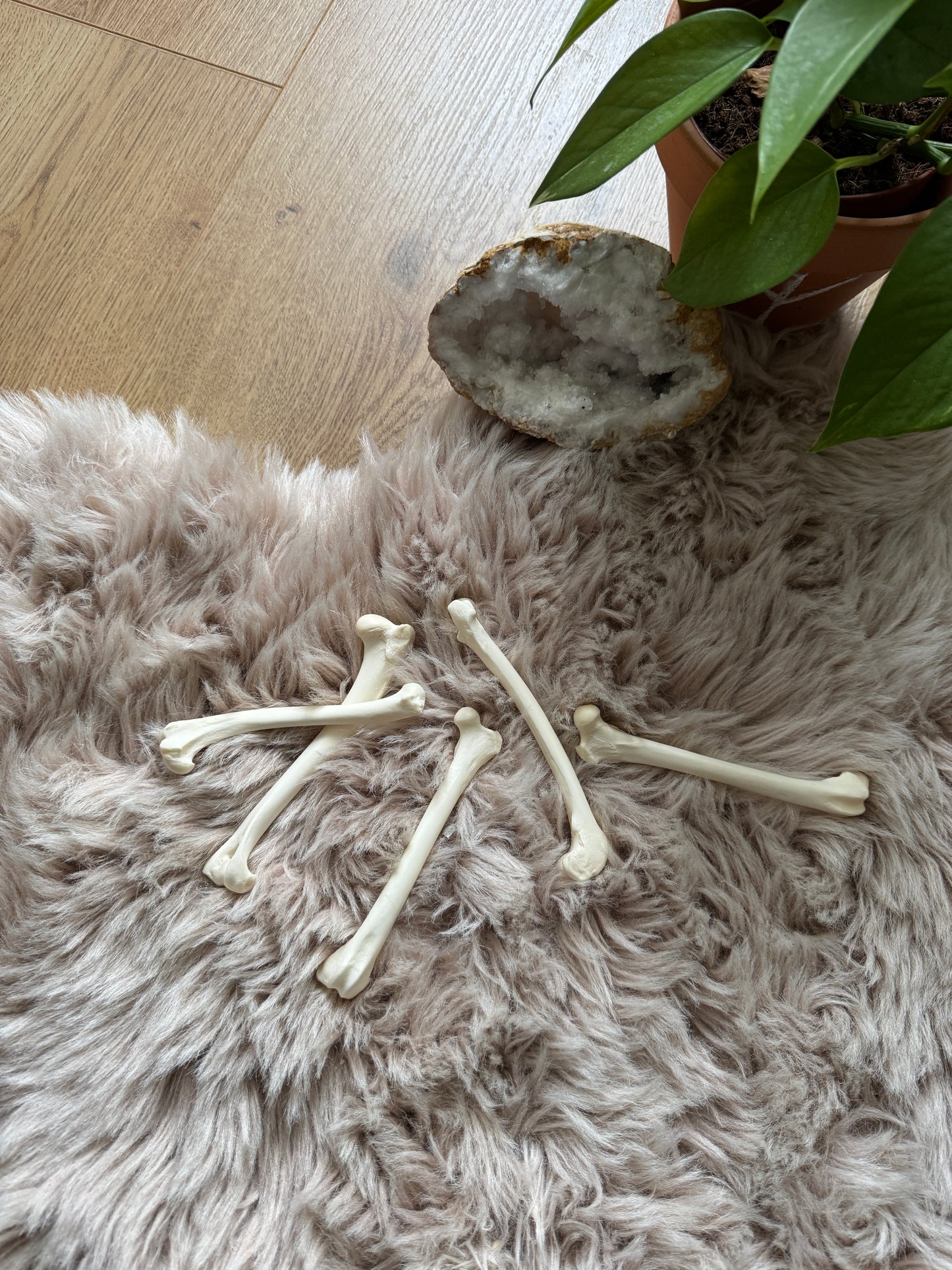 Osteomancy Reading ✧ Ancient Bone Divination for Clarity & Direction
